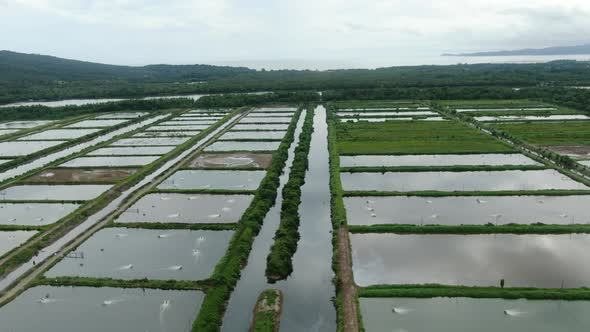 Prawn Fish Farm Aerial