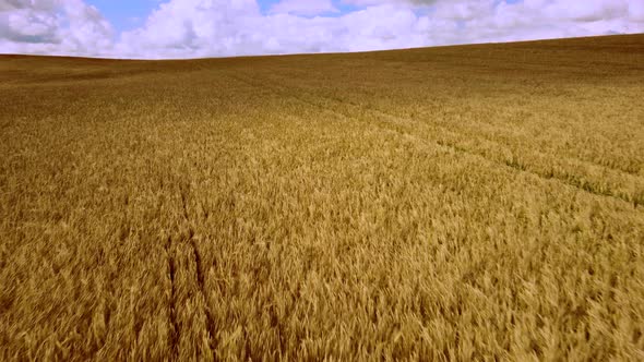 Landscape Wheat Field