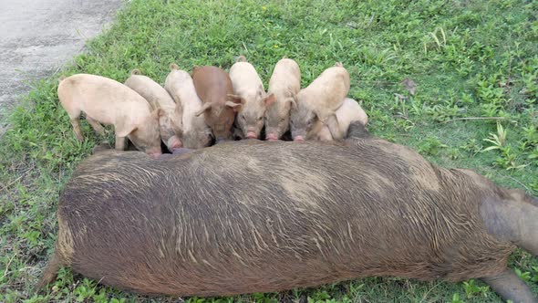 Slow motion shot of piglets feeding outside in Siargao, The Philippines