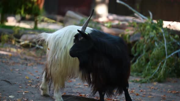 Goat Horns Scratching His Back