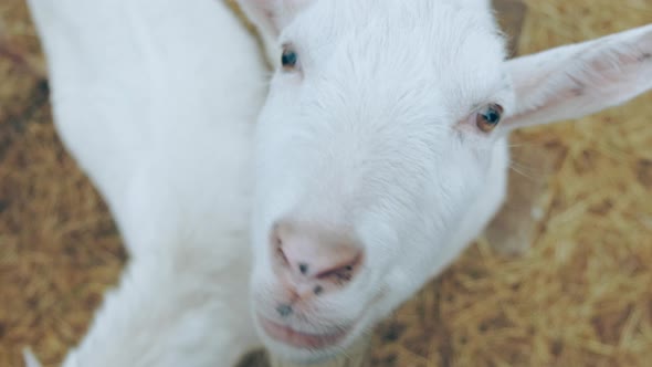 A Funny Goat in the Pen Bites on the Clothes