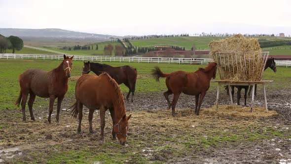 Horses Grazing on the Farm