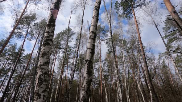 Birch Forest with Birches in the Afternoon