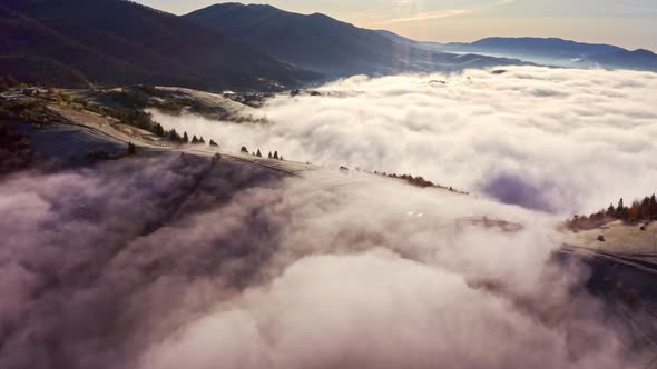 Grey Mist Covered the Pine Forest