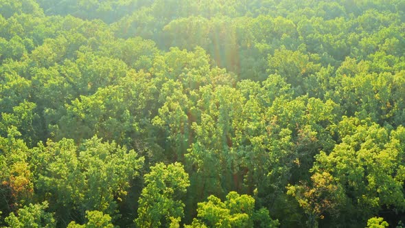 Drone Shot of Green Woodland