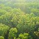 Drone Shot of Green Woodland - VideoHive Item for Sale