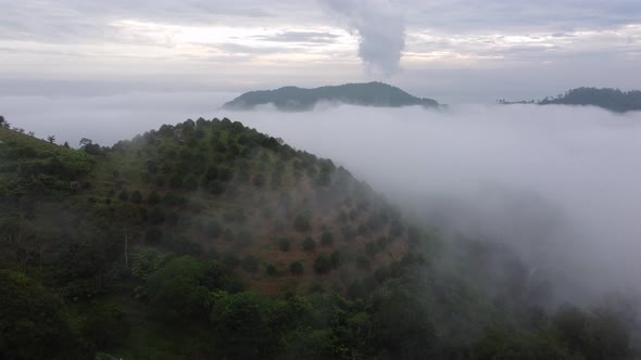 Aerial view green plantation at highland