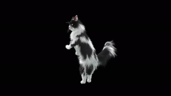 Cat Dancing 4K