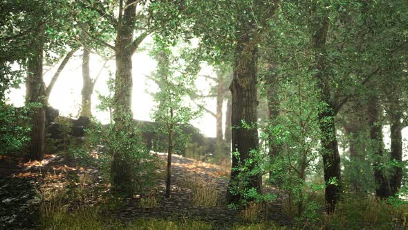 Misty Morning in the Woods alt