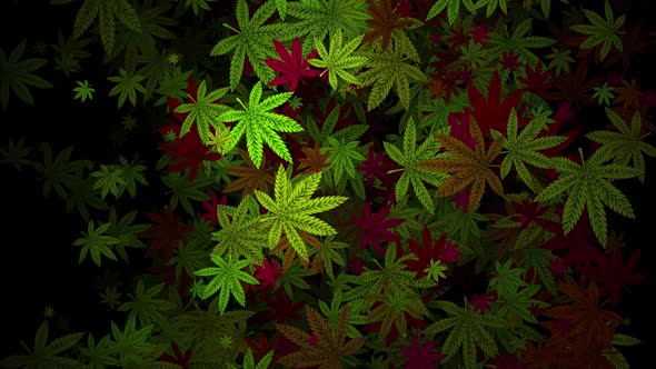 Lovely Green Cannabis Leaves Marijuana