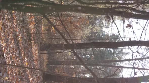 Vertical Video of an Autumn Forest During the Day in Ukraine