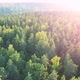 Summer forest - VideoHive Item for Sale