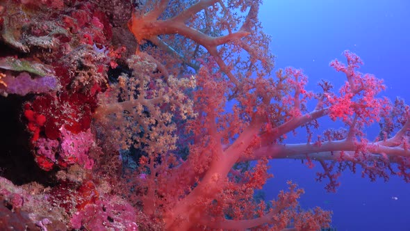 Mixed soft corals on steep coral drop of in tropical waters