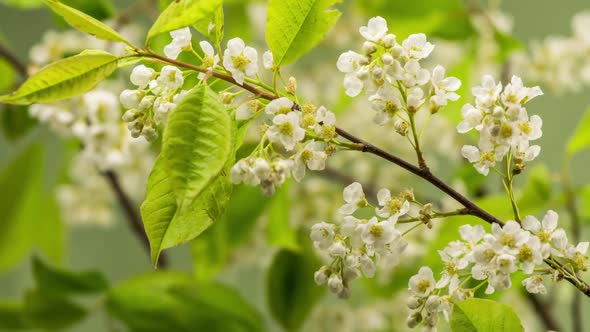 White Flowers of Bird Cherry Tree Blooming Fast in Spring