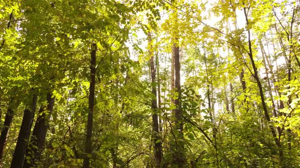 Autumn Forest Landscape with Trees By Day