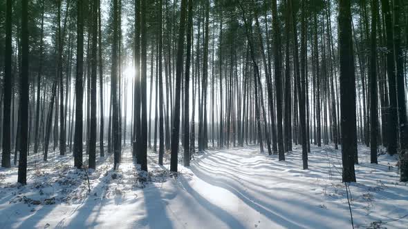 Winter Forest