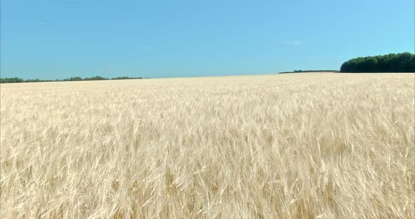 Flight of a Copter Over a Wheat Field