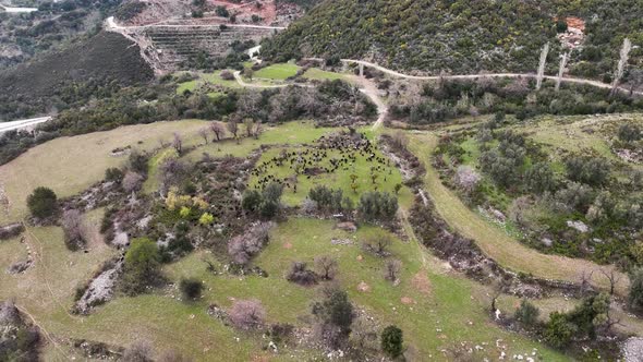 Herd of sheep in the mountains aerial view 4 K