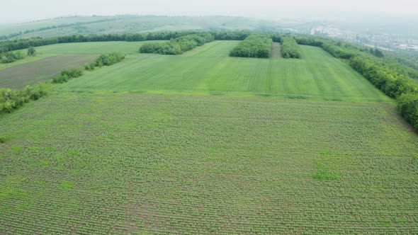 Aerial Shot of Green Fields in the Summer Light