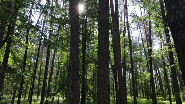 Beautiful Green Forest on a Summer Day Slow Motion