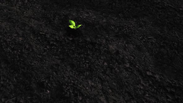 Burnt Land By Forest Fire and Alone Green Sprout
