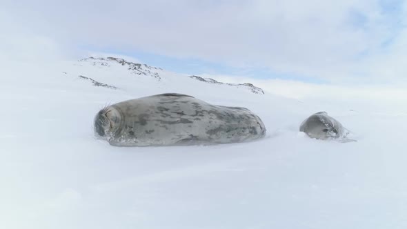 Weddell Seal Family in Antarctica Winter Snow