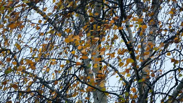 Storm Winds Rock Tree With Colorful Leaves