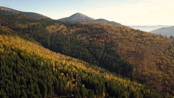 Aerial view of autumn mountain landscape with evergreen pine trees and yellow fall forest with