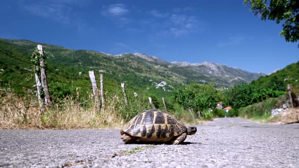 Close up of a tortoise slowly crossing an asphalt road in Montenegro with a wire fence next to the r