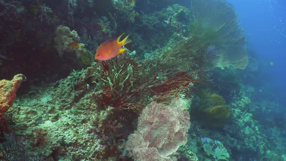 Coral Reef and Tropical Fish