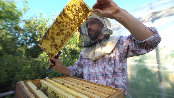 beekeeper holding a honeycomb full of bees closeup