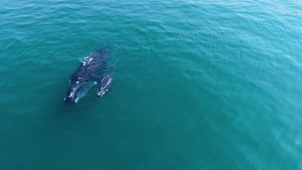 Aerial - mother & calf Southern Right whales swimming next to each other, front rotating view