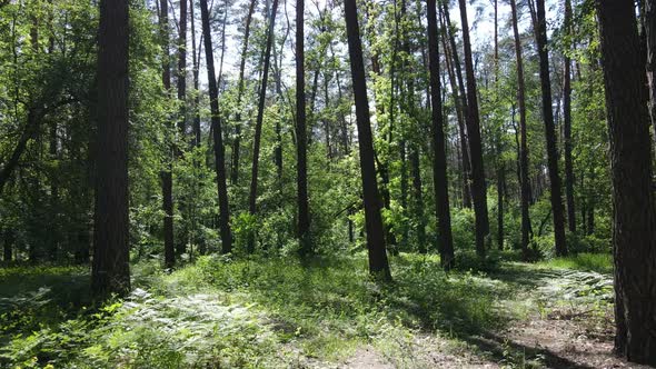 Beautiful Green Forest on a Summer Day Slow Motion