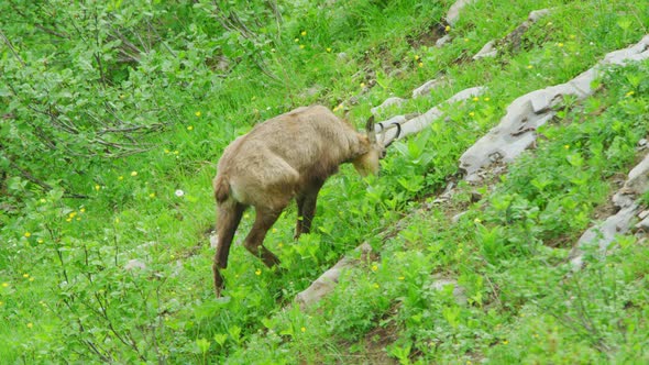 A chamois is eating grass off a steep hillside