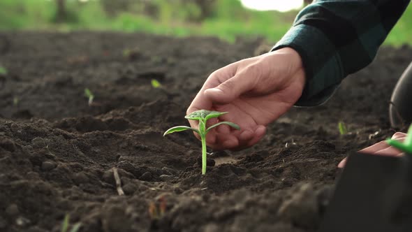 A Farmer Girl Sits On A Plantation Of Soil, Touches The Soil, Checks, Takes Readings From A Young