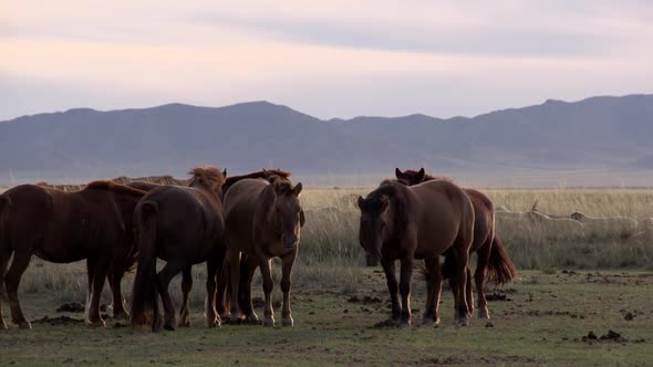 Horses with a yurts (gers) and sheep and goats 