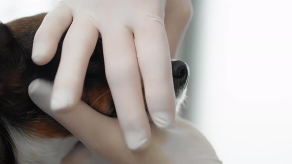 Examining dog's dental health at vet's office. Shot with RED helium camera in 4K.