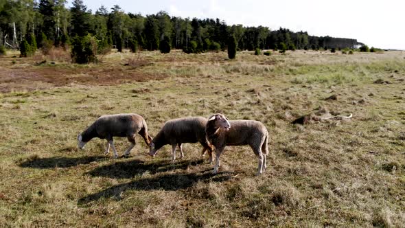 AERIAL: rotating drone shot of three sheep in the middle of the grasslands