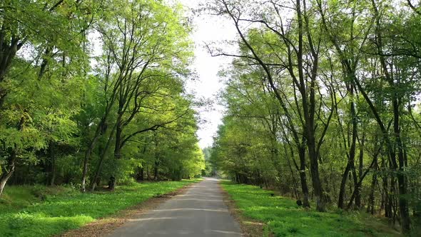 Road in forest. Travelling on road with green trees from both sides