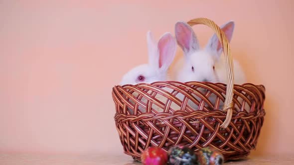 Cute Rabbits in the Basket Easter Bunny at the Farm