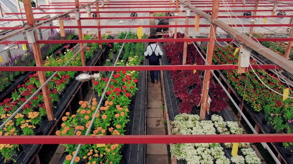 Back View of Garden or Greenhouse Employee with Box