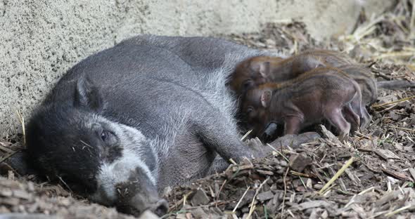 endangered small baby of Visayan warty pig