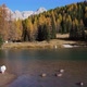 Geese flock on autumn mountain pond, not far from San Pellegrino Pass, Dolomites, Italy - VideoHive Item for Sale