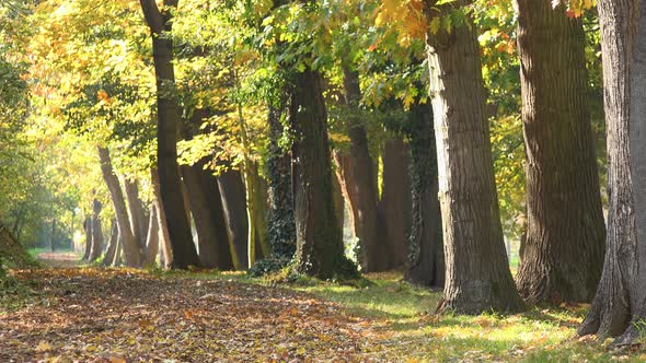 A Leaf-covered Walkway in a Park on a Sunny Day During Fall - Slider