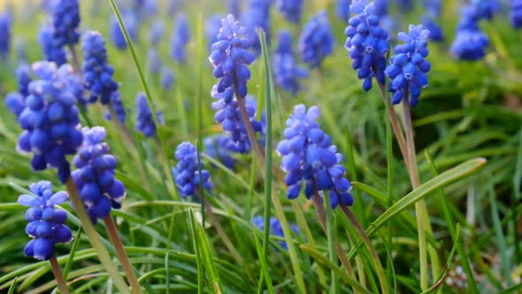 Muscari blue flowers in spring sunny garden.