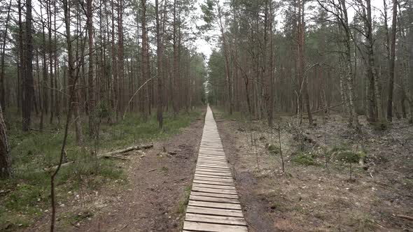Long Wooden Path in Varnikai Cognitive Walking Way with Pine Forest