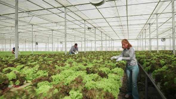 Agronomy Engineer Inspecting the Grow of Salad Crops