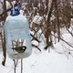 Great tit in the feeder - VideoHive Item for Sale