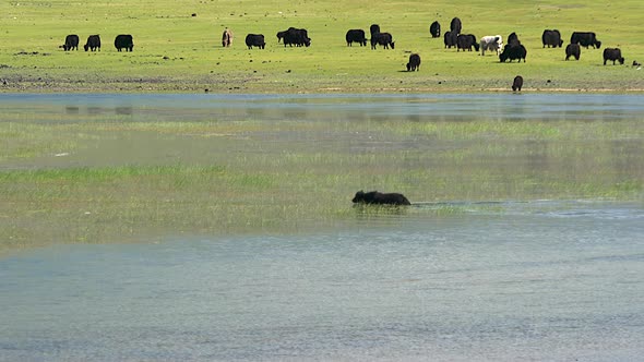 Yak Cattle Crossing the River's Waters in the Central Asian Meadows