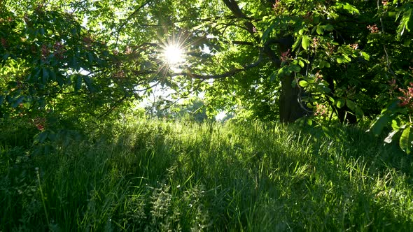 Sunrise in Park, Walking Among Rich Green Flora and in Shade of Blooming Chestnut Tree, Sunrays